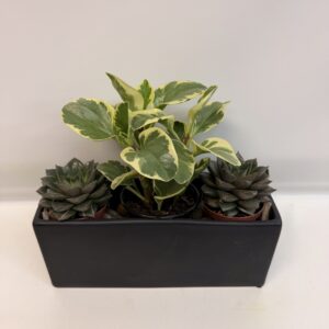 Jardin de plantes succulentes $65