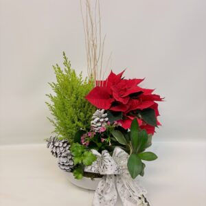 Jardin de Noël avec poinsettia $135