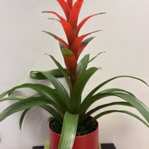 Plante Bromelia $75