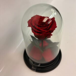 La Rose Éternelle Enchantée $50