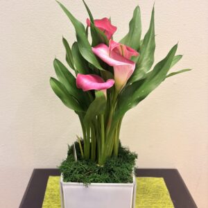 Petit plant de lys calla $45 (COULEUR PEUT VARIER)