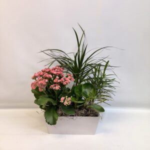 Jardin de plantes $100